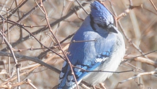 National Wildlife Foundation Certified Wildlife Habitat